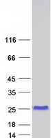 protq13642 fhl1 human recombinant protein