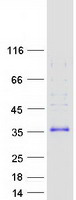 protq13643 fhl3 human recombinant protein