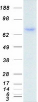protq13651 il10ra human recombinant protein