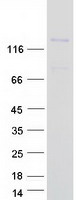 protq13753 lamc2 human recombinant protein