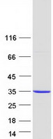 protq13825 auh human recombinant protein