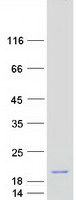 Coomassie blue staining of purified C1D protein