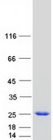 protq13938 caps human recombinant protein
