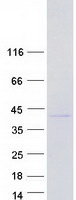 protq13952 nfyc human recombinant protein