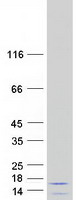 protq13956 pde6h human recombinant protein