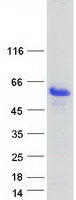 Coomassie blue staining of purified CNGB1 protein
