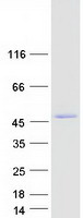 Coomassie blue staining of purified BAAT protein