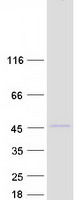 Coomassie blue staining of purified CCNI protein