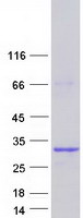 Coomassie blue staining of purified VGLL4 protein