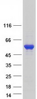 protq14141 septin6 human recombinant protein