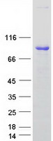 Coomassie blue staining of purified ARHGEF7 protein