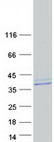 Coomassie blue staining of purified MLEC protein