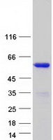 protq14184 doc2b human recombinant protein