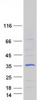 protq14192 fhl2 human recombinant protein