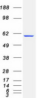 protq14194 crmp1 human recombinant protein