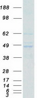 protq14296 fastk human recombinant protein
