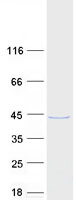 Coomassie blue staining of purified FAM50A protein