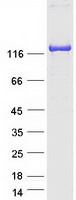 Coomassie blue staining of purified MYBPC2 protein