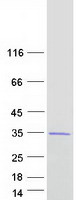 protq14353 gamt human recombinant protein