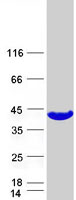 Coomassie blue staining of purified GALE protein