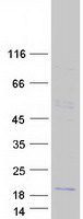 protq14406 cshl1 human recombinant protein