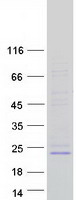 protq14442 pigh human recombinant protein