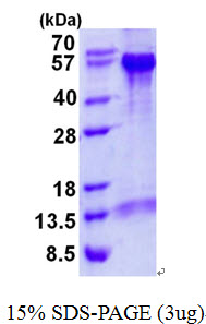 3ug by SDS-PAGE under reducing condition and visualized by coomassie blue stain