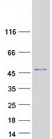 Coomassie blue staining of purified GBX1 protein
