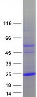 protq14657 lage3 human recombinant protein