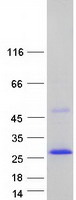 Coomassie blue staining of purified SSPN protein