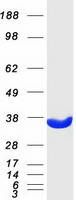 Coomassie blue staining of purified GNMT protein