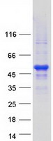 protq147x3 mak3 naa30 human recombinant protein