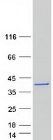 protq14847 lasp1 human recombinant protein