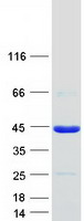 protq14863 pou6f1 human recombinant protein