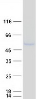 protq14982 opcml human recombinant protein