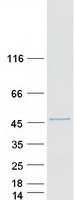 protq14cs0 ubxn2b human recombinant protein