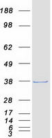Coomassie blue staining of purified MAD2L1BP protein