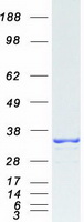 Coomassie blue staining of purified MORF4L2 protein