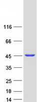 Coomassie blue staining of purified SEPTIN2 protein