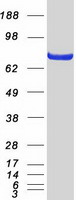 protq15025 tnip1 human recombinant protein