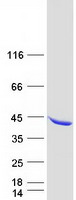 protq15080 ncf4 human recombinant protein
