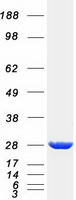 protq15102 pafah1b3 human recombinant protein
