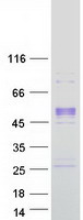 Coomassie blue staining of purified PCOLCE protein