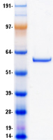 protq15124 phosphoglucomutase 5 pgm5 human recombinant protein
