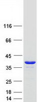 Coomassie blue staining of purified PPA1 protein