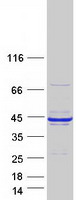 protq15293 rcn1 human recombinant protein