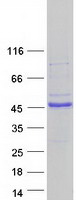 Coomassie blue staining of purified E2F5 protein