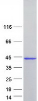 Coomassie blue staining of purified PCBP2 protein