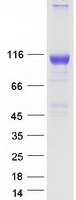 Coomassie blue staining of purified EPHA7 protein