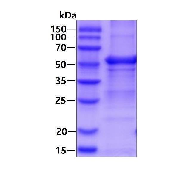 3ug by SDS-PAGE under reducing condition and visualized by coomassie blue stain